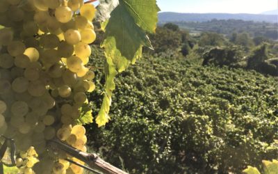 Der Breisgau, köstlicher Wein im Sonnenschein