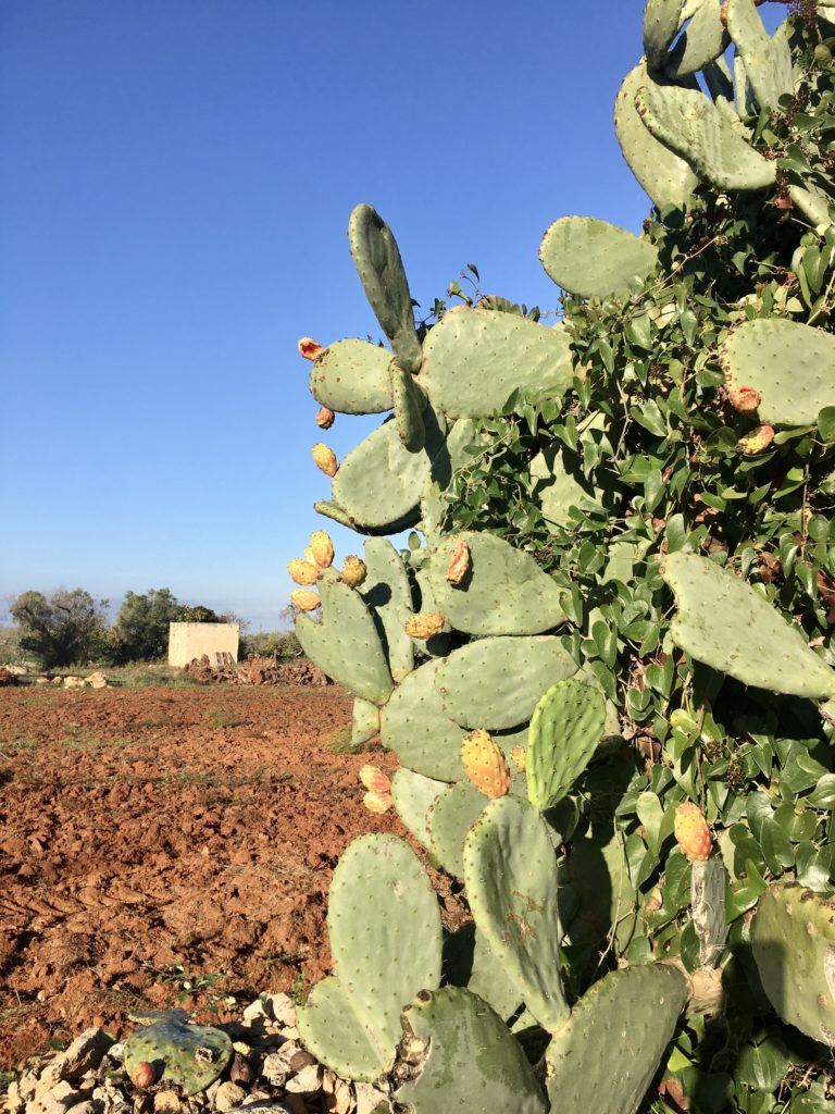 Anker werfen im Olivenhain: Die Entdeckung des Salento 11