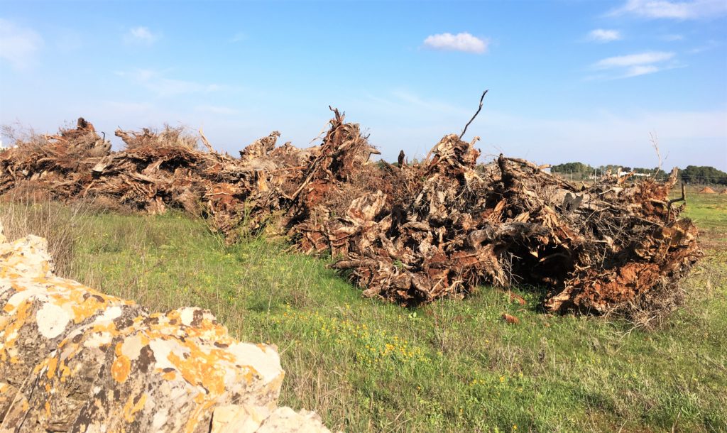 Olivenbäume in Not: Mit der Kettensäge gegen Xylella 2