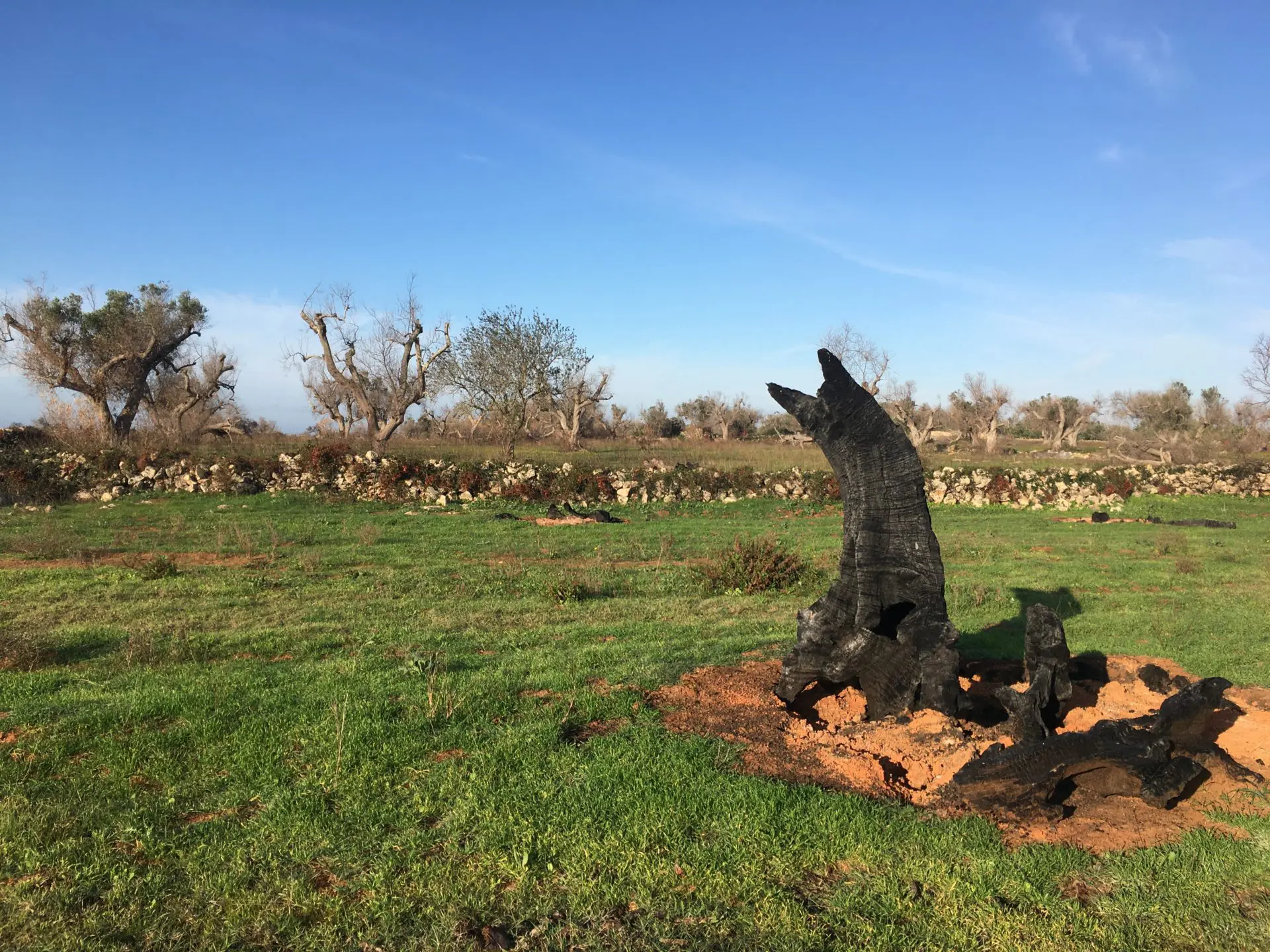 Olivenbume in Not: Mit der Kettensge gegen Xylella | Vanja Budde