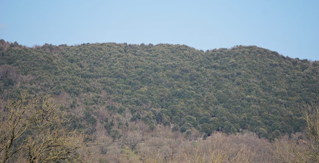 Steilküsten und Eichenwälder des Gargano: Italiens abwechslungsreicher Stiefelsporn 43