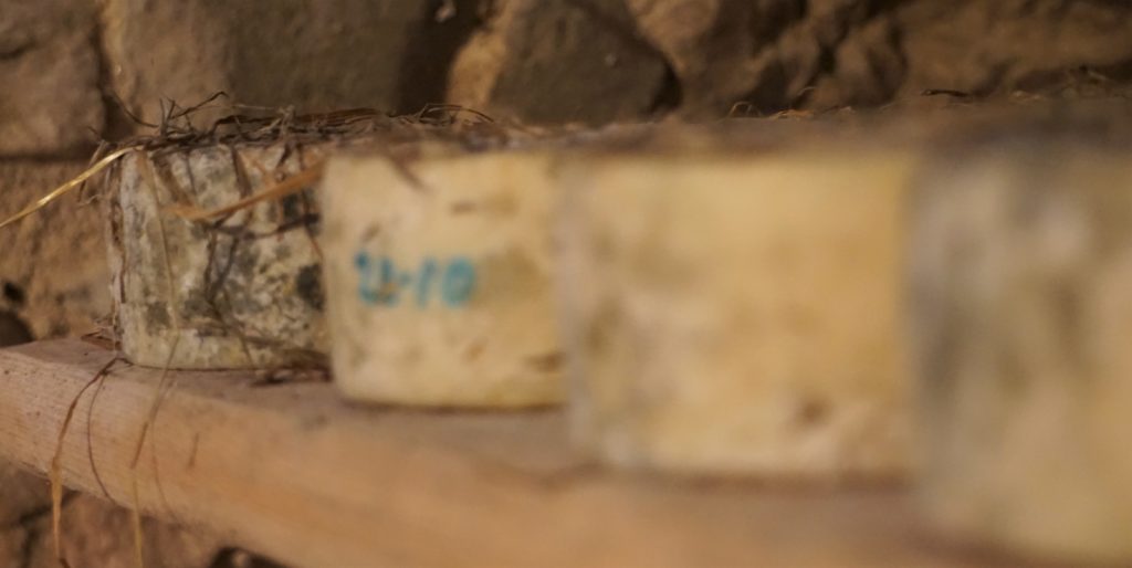Einblicke in die Parmigiano Reggiano-Produktion auf der „Azienda Agricola Biologica Iris“ bei Parma 38
