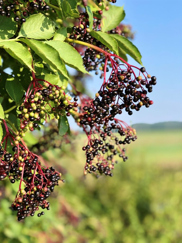 Obsthöfe, Weingüter und eine Schnapsbrennerei: Mit „Landvergnügen“ nach Luxemburg 5
