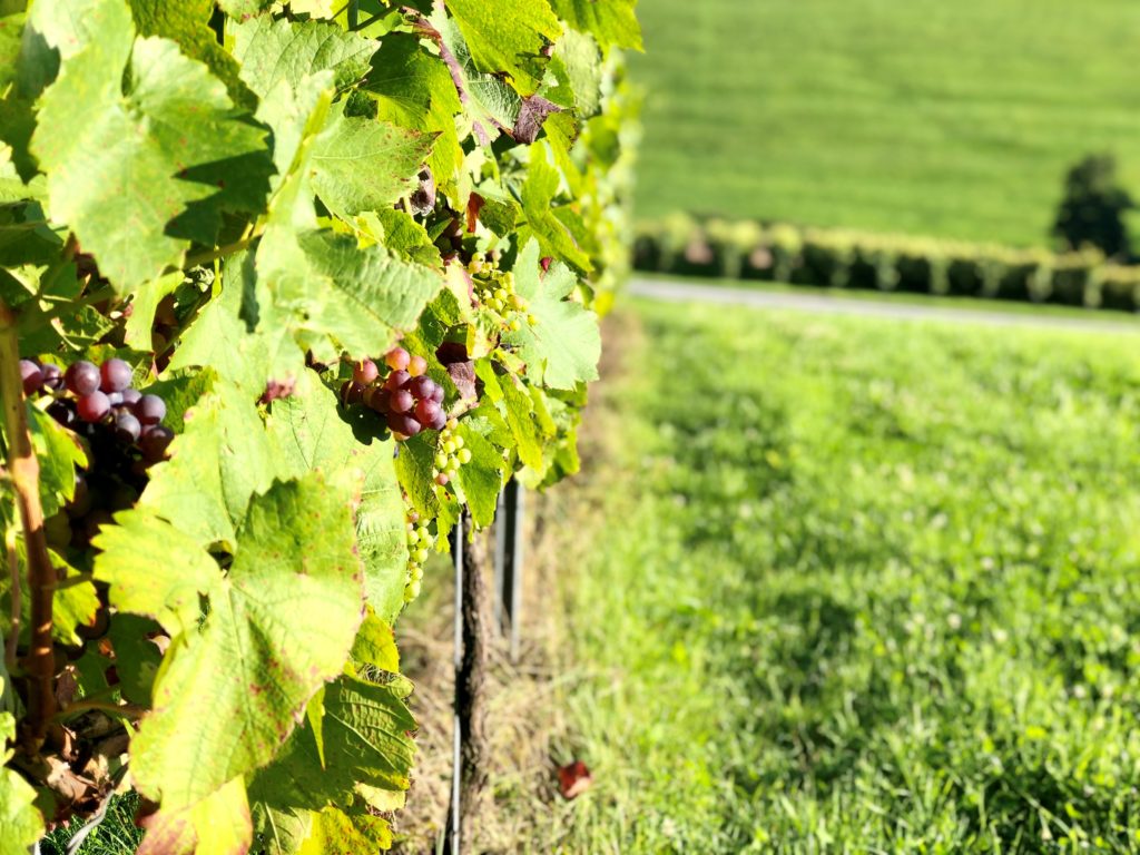 Obsthöfe, Weingüter und eine Schnapsbrennerei: Mit „Landvergnügen“ nach Luxemburg 21