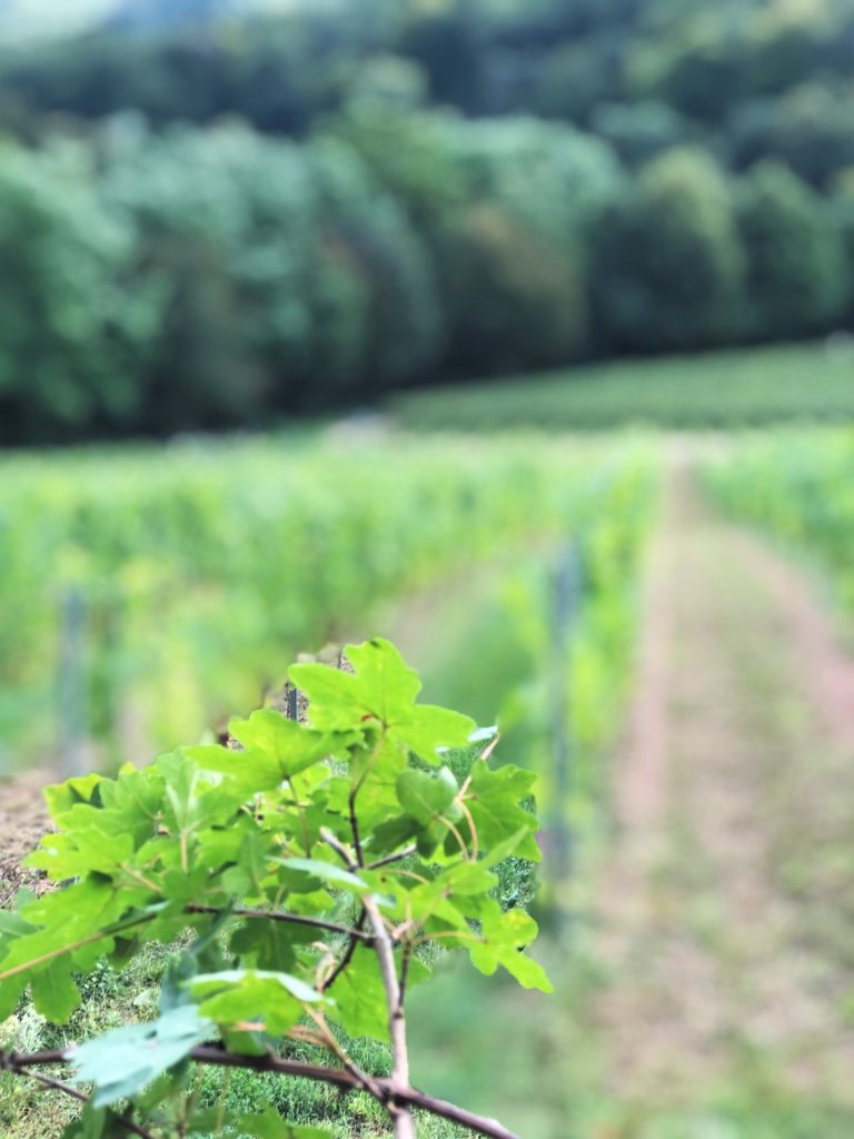 Obsthöfe, Weingüter und eine Schnapsbrennerei: Mit „Landvergnügen“ nach Luxemburg 43