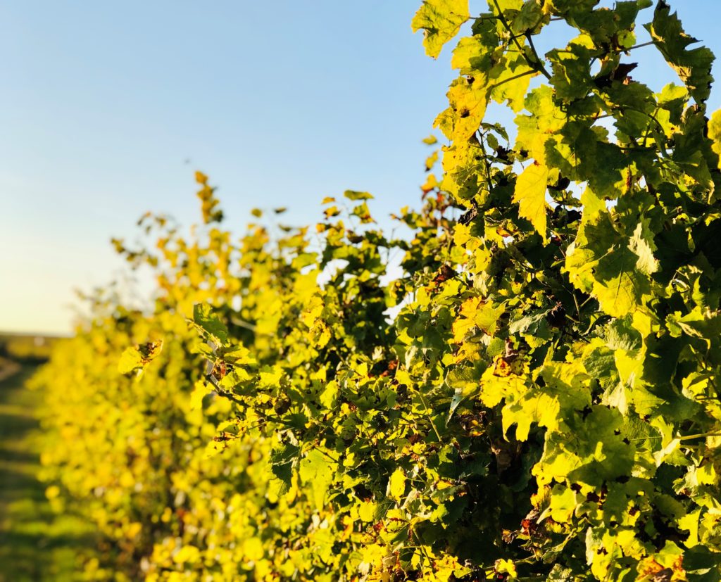 Grüne Revolution im Bordeaux? Recherche im berühmten Wein-Anbaugebiet 1