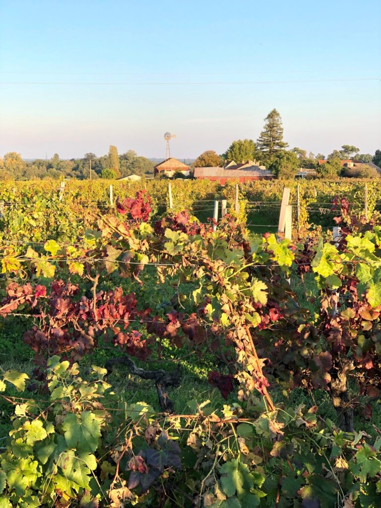 Grüne Revolution im Bordeaux? Recherche im berühmten Wein-Anbaugebiet 7