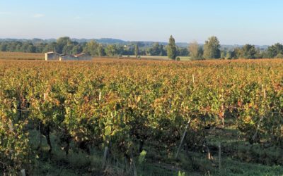 Grüne Revolution im Bordeaux? Recherche im berühmten Wein-Anbaugebiet