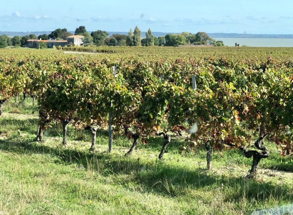 Grüne Revolution im Bordeaux? Recherche im berühmten Wein-Anbaugebiet 30