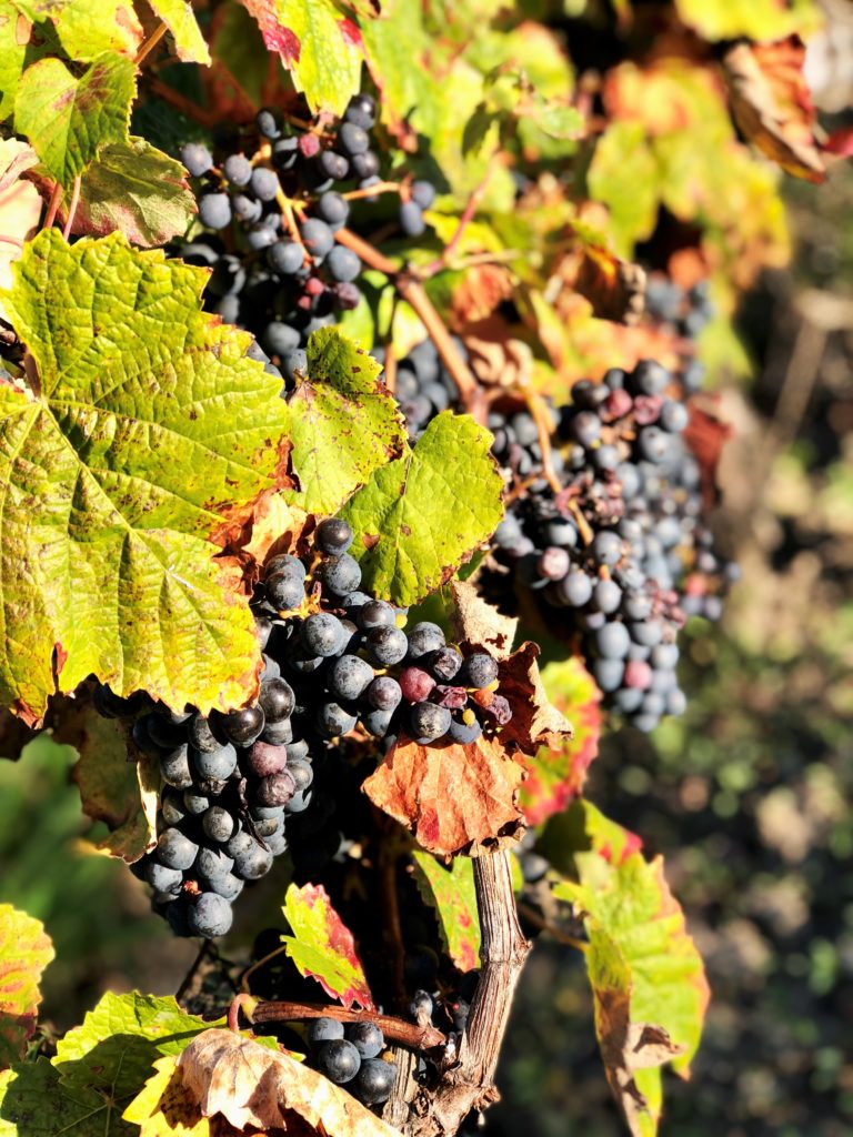 Grüne Revolution im Bordeaux? Recherche im berühmten Wein-Anbaugebiet 2