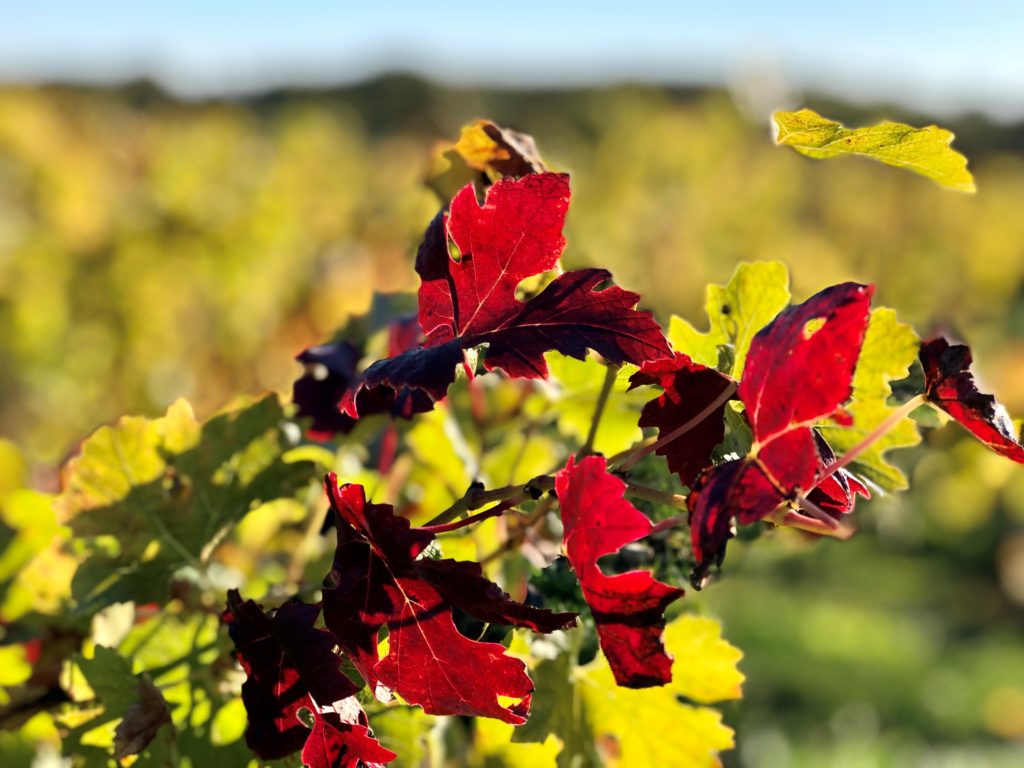 Grüne Revolution im Bordeaux? Recherche im berühmten Wein-Anbaugebiet 5
