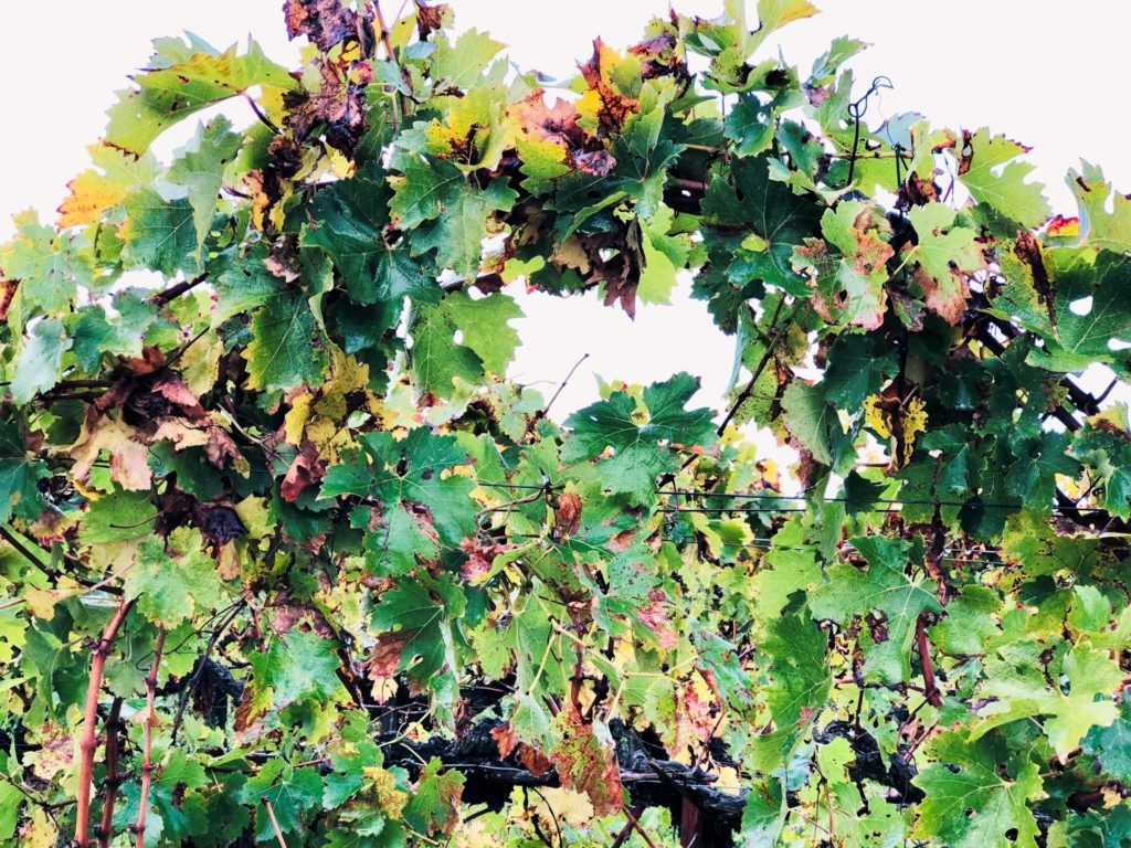 Grüne Revolution im Bordeaux? Recherche im berühmten Wein-Anbaugebiet 52