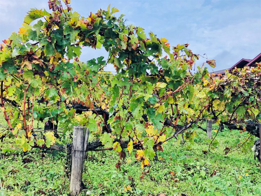 Grüne Revolution im Bordeaux? Recherche im berühmten Wein-Anbaugebiet 46