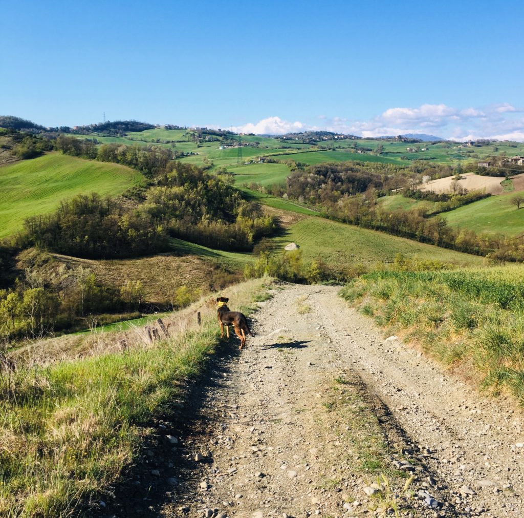 Einblicke in die Parmigiano Reggiano-Produktion auf der „Azienda Agricola Biologica Iris“ bei Parma 14