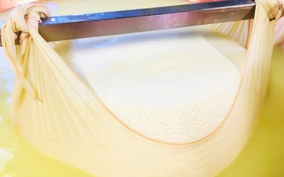 Einblicke in die Parmigiano Reggiano-Produktion auf der „Azienda Agricola Biologica Iris“ bei Parma