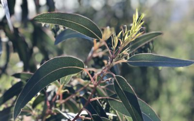Die grüne Geißel Portugals: Eukalyptus-Monokulturen befeuern die Waldbrände