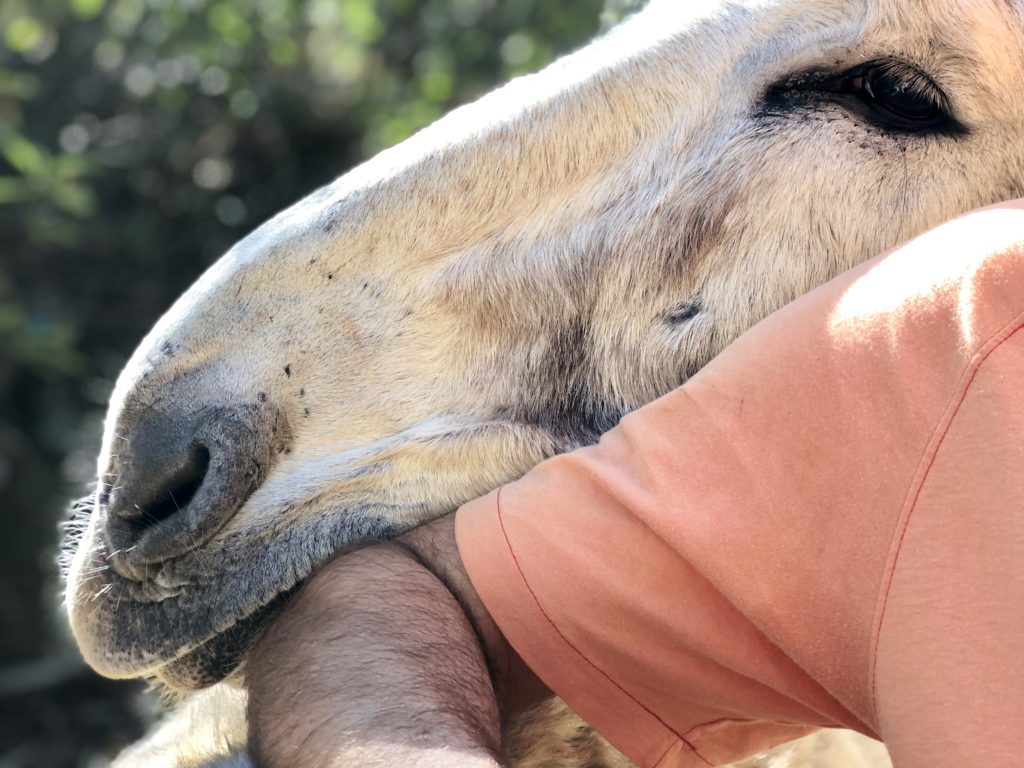 Der mit den Langohren wandert: Robert und sein Happy Donkeys-Projekt 25