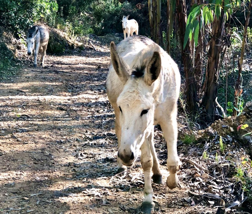 Der mit den Langohren wandert: Robert und sein Happy Donkeys-Projekt 16