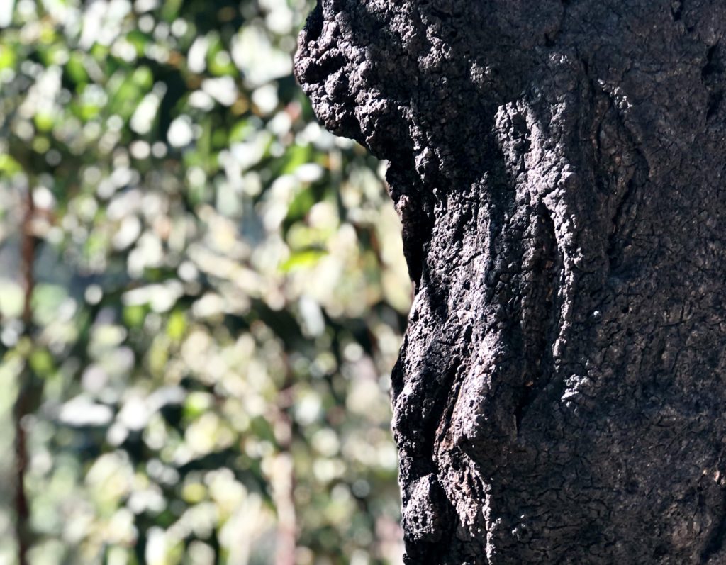 Die grüne Geißel Portugals: Eukalyptus-Monokulturen befeuern die Waldbrände 3