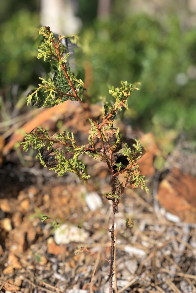 Die grüne Geißel Portugals: Eukalyptus-Monokulturen befeuern die Waldbrände 21